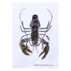 Susan Williams-Ellis - Cimwch / Lobster Mounted Print A3 Susan Williams-Ellis - Cimwch / Lobster Mounted Print A3