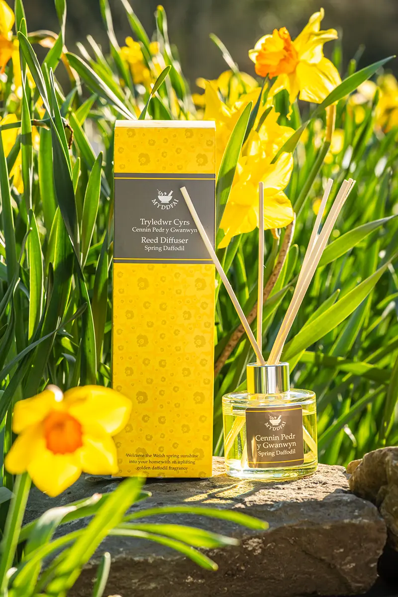 Myddfai Spring Daffodil Reed Diffuser