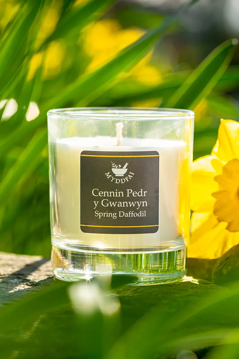 Myddfai Spring Daffodil Candle