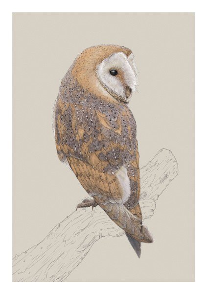 Ben Rothery Barn Owl Greeting Card