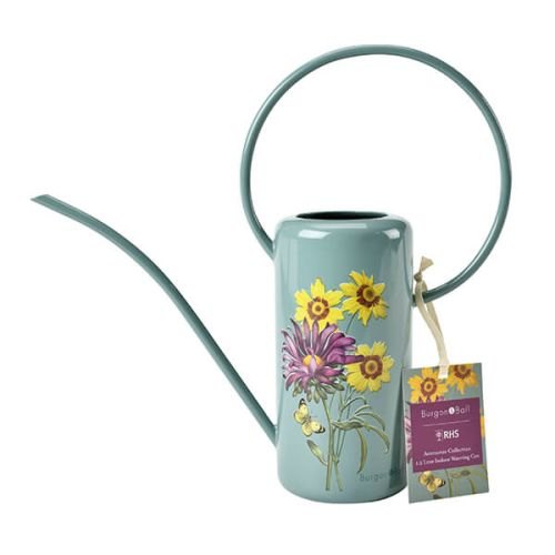 RHS Endorsed RHS Asteraceae Gift Indoor Can