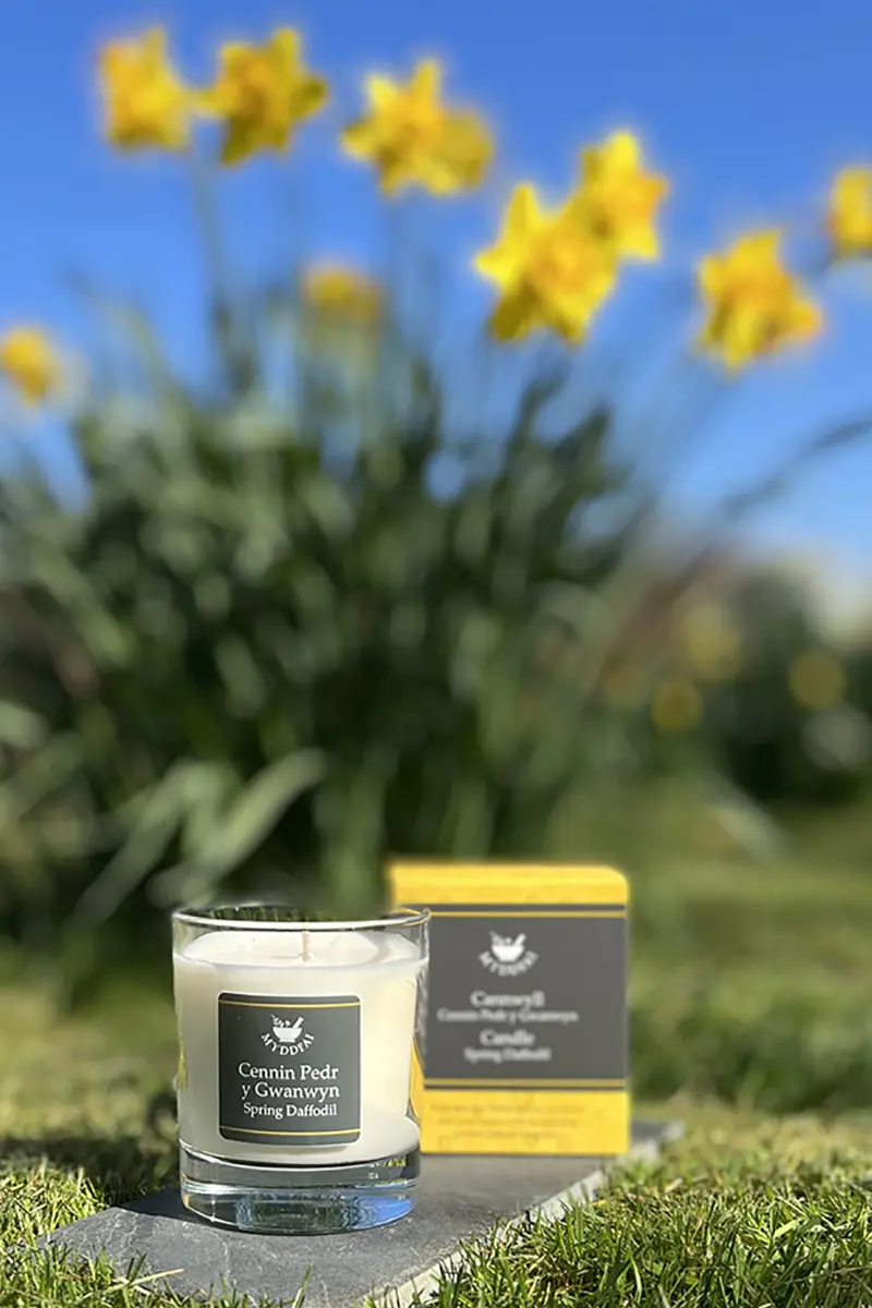 Myddfai Spring Daffodil Candle