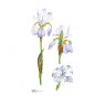 Wildlife by Mouse Pale Blue Miniature Iris Card