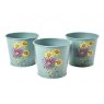 RHS Endorsed RHS Asteraceae Gift Herb Pots