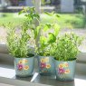 RHS Endorsed RHS Asteraceae Gift Herb Pots